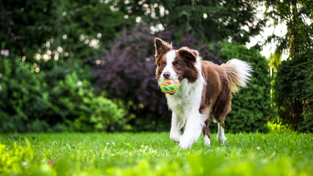 familie mit hund